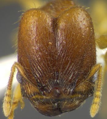 Media type: image;   Entomology 34329 Aspect: head frontal view